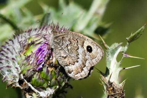 Réf. 266 691 : Satyrus actaea